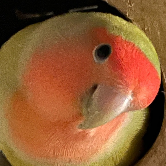 peachii_luna